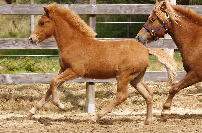 Rikadur von Heidmoor b.jpg